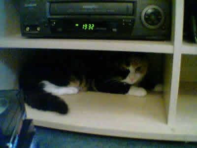 Austin the cat, hiding under the video