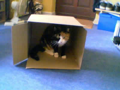 Austin the cat - Why do they love boxes so much?