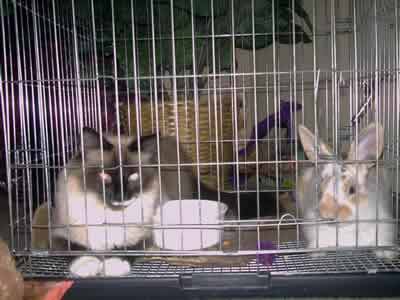 Rudy the Siamese Cat and Tipper the rabbit spending time in Tippers cage