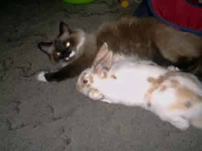 Rudy the Siamese cat and Tipper the rabbit are the best of friends