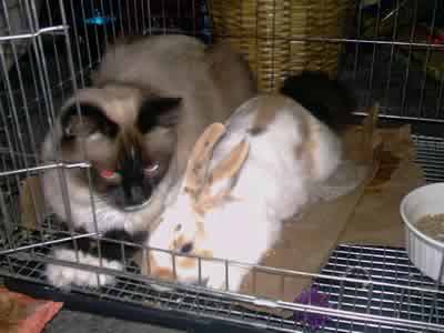 Rudy the Siamese Cat and Tipper the Rabbit in Tippers Cage with the door open