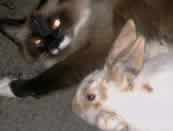 Rudy the Siamese cat loves Tipper the rabbit!