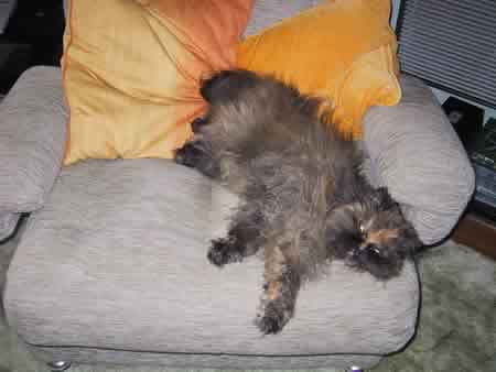 Amber the Persian tortoise shell cat in the armchair