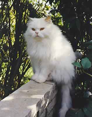 white long hair cat looking pretty for the camera