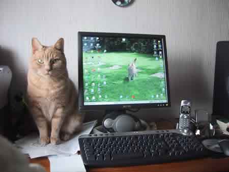 Smokey the ginger tomcat stands by his photo on a PC monitor