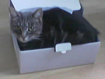 Llinos the cat, in a box - aren't they always?