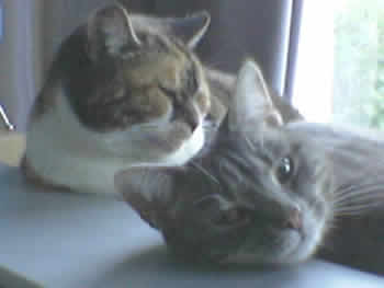 Llinos & Minky the cats, just chillin'