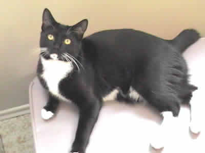 Mini the domestic black and white shorthaired tuxedo laying down