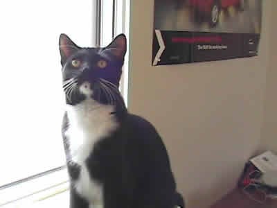 Mini the domestic black and white shorthaired tuxedo by the window