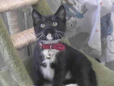 Mini the domestic black and white shorthaired tuxedo cat, looking intrigued